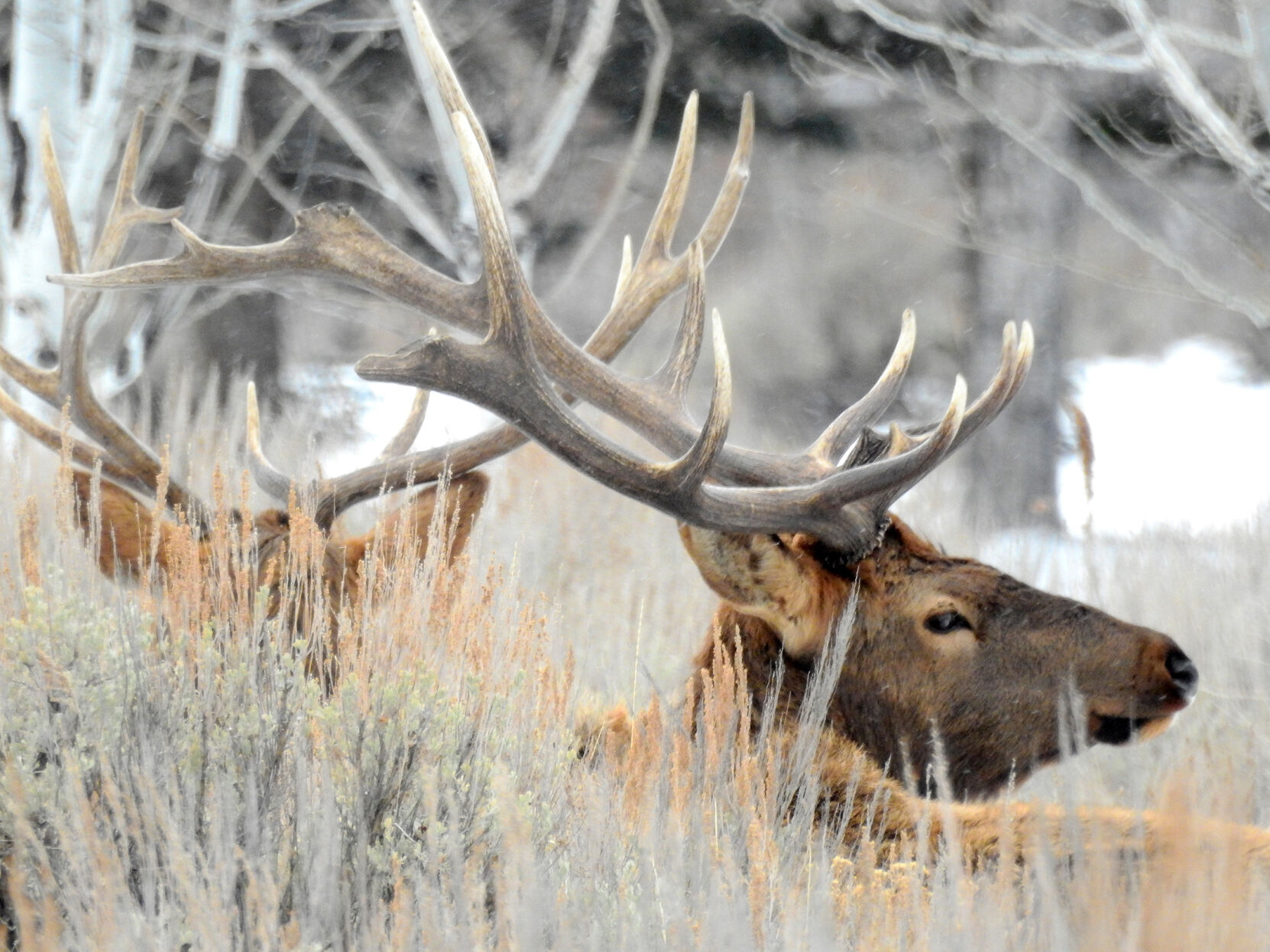 Antlered Elk Snow